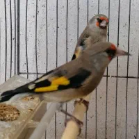 سهره معاوضه با قناری نر