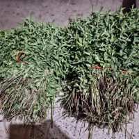 سبزی