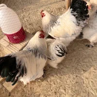 تخم نطفه دار برهما لایت ازمولدین غول پیکر