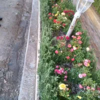 باغبانی وسمپاشی هرسکاری تعویض خاک گلدون|خدمات باغبانی و درختکاری|تهران, قیطریه|دیوار