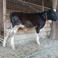 گوساله هلشتاین نر جنس صنعتی کور 4ماهه ازگاو|حیوانات مزرعه|آق قلا, |دیوار