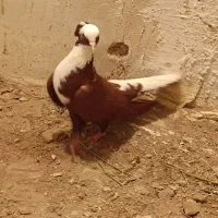 چهار عدد کفتر بدون حرف