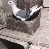 پشتی گراف