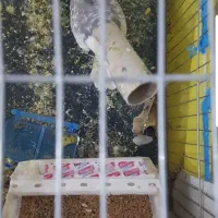 طوطی|پرنده|اندیمشک, |دیوار