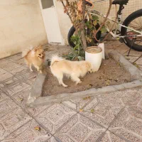 سگ پامرانین روباهی نر و ماده