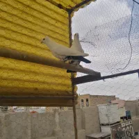 کفتر دم سیاه|پرنده|قم, انصار‌الحسین|دیوار