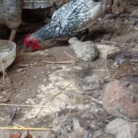 خروس و اردک اسراییلی|حیوانات مزرعه|رشت, بیجارپس|دیوار