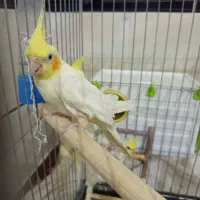 یه جفت عروس هلندی لیتونو الان روتخم هست|پرنده|خفر, |دیوار