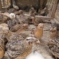 بلدرچین تخمگذار وگوشتی