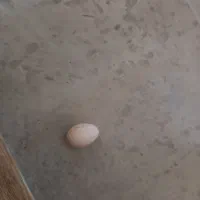 فروش تخم زینتی مال مرغ ژاپنی نطفه دار