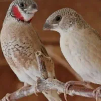 فروش یک جفت فنچ گلو بریده