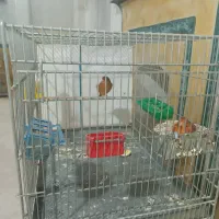 تعداد قناری