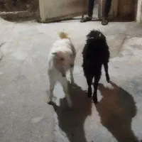 100000|حیوانات|گراش, |دیوار