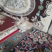 خرگوش|موش و خرگوش|سبزوار, هویزه|دیوار