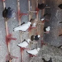 کبوتر نیبند نشیمنگاه برای کبوتر