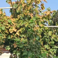 رهن و اجاره منزل ویلایی دربست دادگستری|اجارهٔ خانه و ویلا|کاشمر, |دیوار