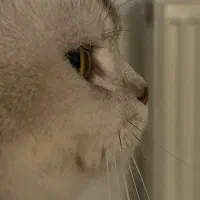 گربه نر جهت جفت گیری|گربه|مشهد, دانشجو|دیوار