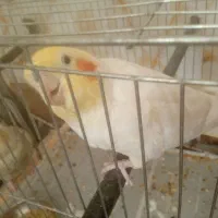 عروس هلندی|پرنده|اسفراین, |دیوار