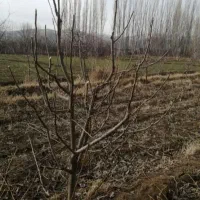 هرس درختان|خدمات باغبانی و درختکاری|خرم‌آباد, |دیوار