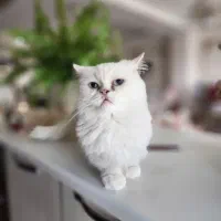 گربه ماده پرشین چشم درشت|گربه|تبریز, |دیوار
