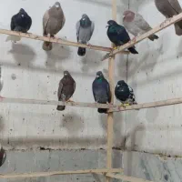 حدود ۵۰ تا کبوتر آلمانی و رنگی