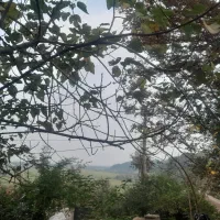 زمین۳۵۰متریمسکونیمستسنیاتدردلجنگلروستای|فروش زمین و ملک کلنگی|ماسال, |دیوار