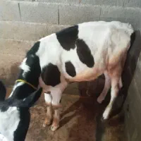 ۳ عددگوساله ۵ ماهه ...۳ ماهه و۶ ماهه