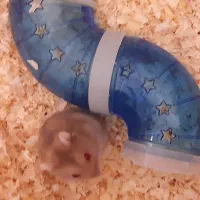 فروش همستر کمپل طلایی نر دستی تهران