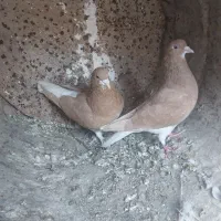 خوشرنگ زرد یال چپ|پرنده|کوه چنار, |دیوار