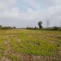 ۱۲۰۰۰mزمین کشاورزی مناسب شالیزارباغ کیوی/گلخانه|فروش دفتر صنعتی، کشاورزی، تجاری|خشکبیجار, |دیوار