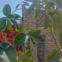 گل گیاه بدون آفت|گل و گیاه طبیعی|بوانات, |دیوار