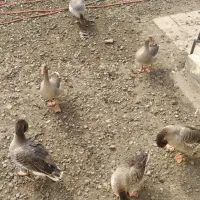 غاز نر|حیوانات مزرعه|رشت, کوی طالقانی|دیوار