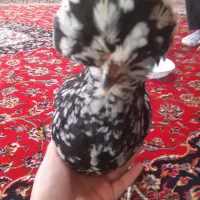 مرغ لهستانی کاکلی