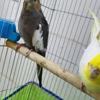 جفت عروس پاریس مولد با دو عدد جوجه