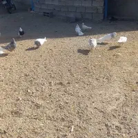 کبوتر