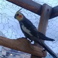 عروس هلندی