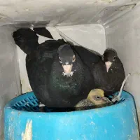 کفتر سیاه پلنگ نقره ای پلنگ