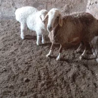 میش بره|حیوانات مزرعه|زیرکوه, |دیوار