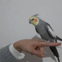 عروس هلندی|پرنده|ساوه, |دیوار