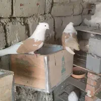 فروش یک جفت دو کتف