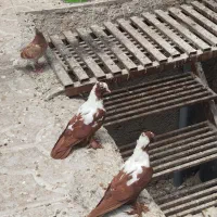 ککیلی بالا
