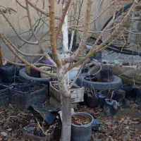 درخت سیب|گل و گیاه طبیعی|ماهدشت, |دیوار