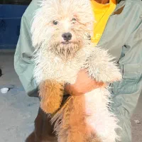 واگذاری سگ اپارتمانی