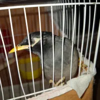 مرغ مینا|پرنده|مشکیندشت, |دیوار