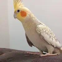 یک جفت عروس