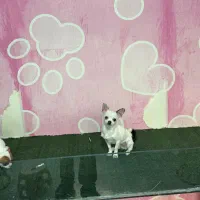 شیواوا اپل هد|سگ|تهران, چیتگر شمالی|دیوار