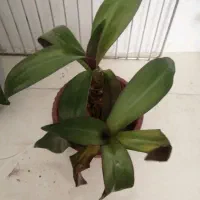 گلهای خانگی طلاییه|گل و گیاه طبیعی|شیراز, شهرک رضوان|دیوار