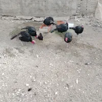 بوقلمون نر محلی|حیوانات مزرعه|بوکان, |دیوار