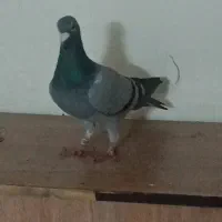 معاوظه کبوتر