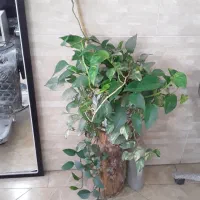 پتوس|گل و گیاه طبیعی|قم, دروازه چوبی|دیوار